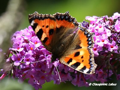 Small Tortoiseshell / Nædens Takvinge - Aglais urticae
