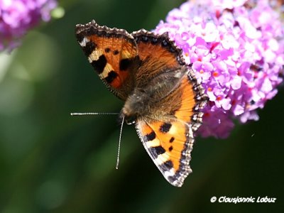 Small Tortoiseshell / Nædens Takvinge - Aglais urticae
