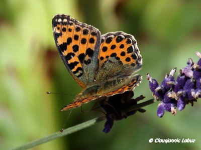 Queen of Spain Fritillary / Storplettet Perlemorsommerfugl - Issoria lathonia