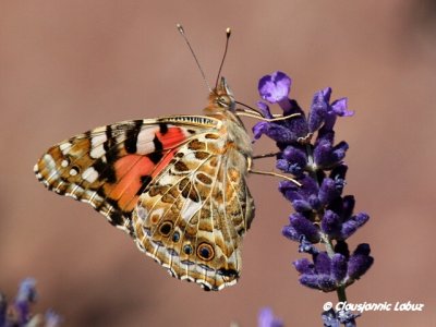 Painted lady / Tidselsommerfugl - Cynthia cardui