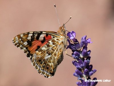 Painted lady / Tidselsommerfugl - Cynthia cardui