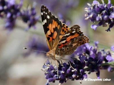 Painted lady / Tidselsommerfugl - Cynthia cardui