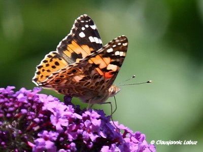 Painted lady / Tidselsommerfugl - Cynthia cardui