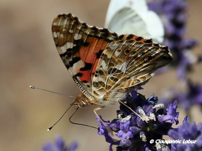 Painted lady / Tidselsommerfugl - Cynthia cardui