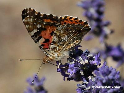 Painted lady / Tidselsommerfugl - Cynthia cardui