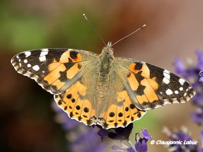 Painted lady / Tidselsommerfugl - Cynthia cardui