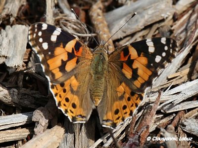 Painted lady / Tidselsommerfugl - Cynthia cardui