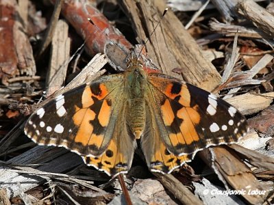 Painted lady / Tidselsommerfugl - Cynthia cardui