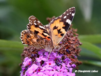 Painted lady / Tidselsommerfugl - Cynthia cardui
