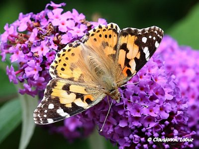 Painted lady / Tidselsommerfugl - Cynthia cardui