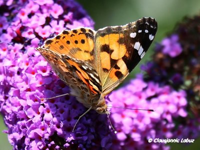 Painted lady / Tidselsommerfugl - Cynthia cardui