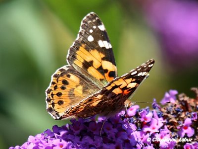 Painted lady / Tidselsommerfugl - Cynthia cardui