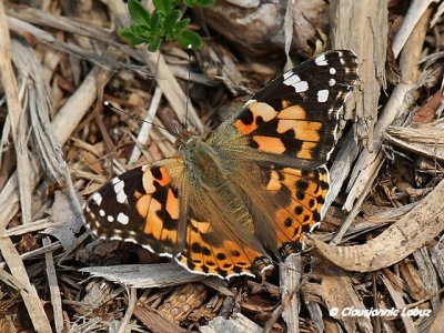 Painted lady / Tidselsommerfugl - Cynthia cardui