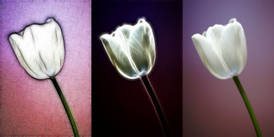 Tulip Fractalius x3.jpg