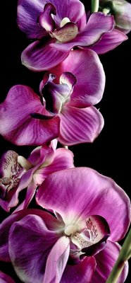 cloth orchid8.jpg