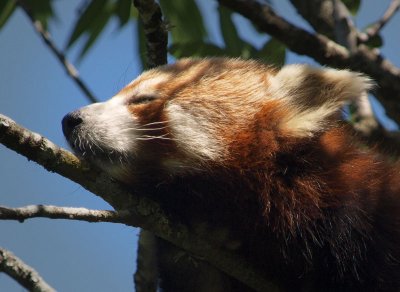 Red panda asleep in tree