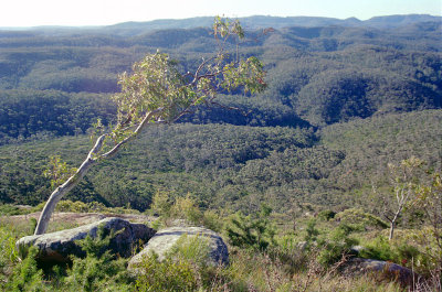 From Mount Banks track -3