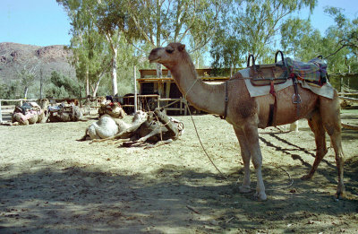 Camels at Ross River