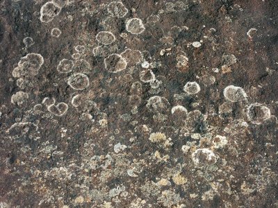 Lichen on sandstone