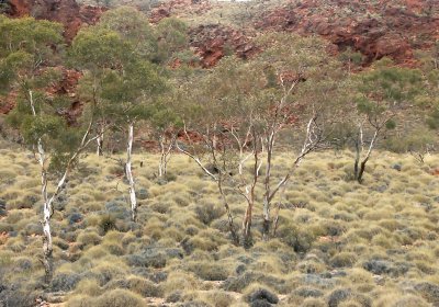 490: Red rock, eucalypts and spinifex  1