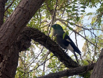 Pied Currawong
