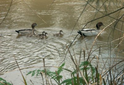 T0677: Duck family