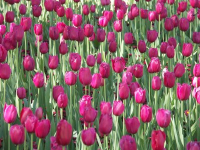 Tulips at Floriade