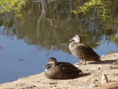 Commonwealth ducks