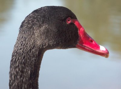  Black swan