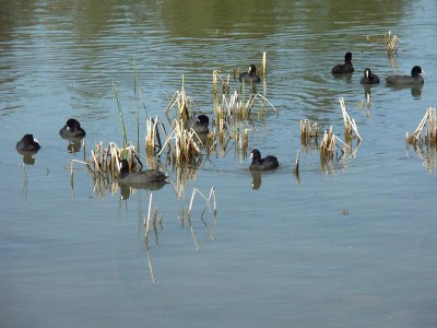  Coot collection