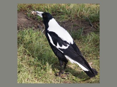  Parliamentary Magpie