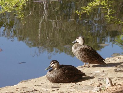 Canberra Public Service Ducks