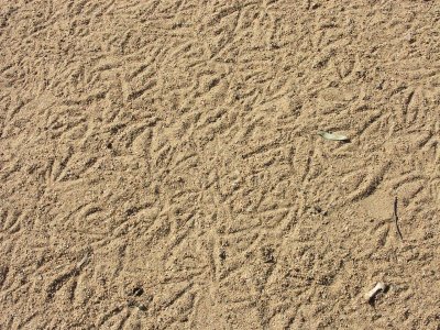 Duckprints on a beach