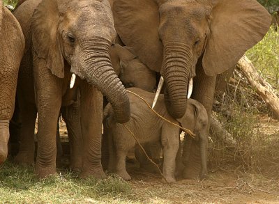 Samburu Elephants threatened.jpg