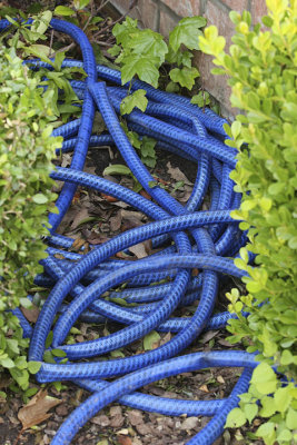 Arty garden  hose.jpg