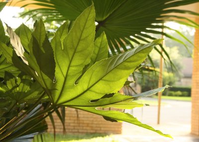 backlit leaves at the tennis courts.jpg