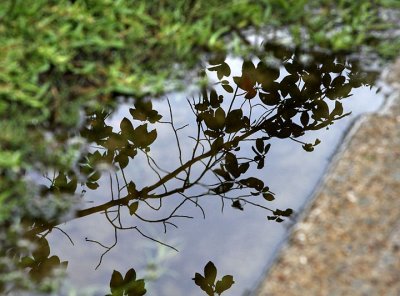 Branch reflected in a puddle.jpg