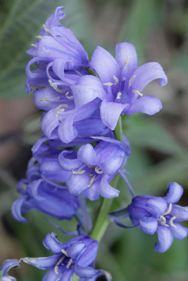 Hyacinthoides non-scripta English bluebell Wilde hyacint 