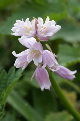 Hyacinthoides non-scripta English bluebell Wilde hyacint 