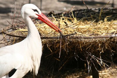 Ciconia Ciconia White stork Ooievaar 