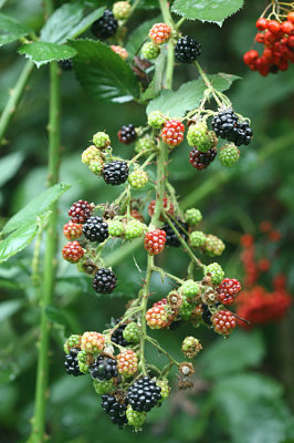 Rubus fruticosus Gewone braam Blackberry