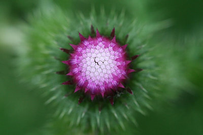 Carduus crispus  Kruldistel 