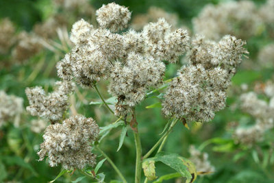 Eupatorium cannabinumHemp agrimony   Koninginnenkruid