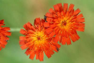 Hieracium aurantiacum Orange hawkweed Oranje havikskruid 