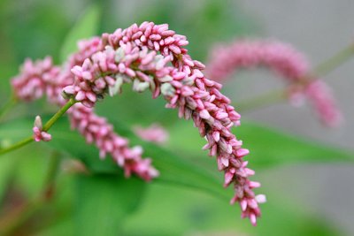 Persicaria lapathifolia Pale persicaria Knopige duizendknoop 