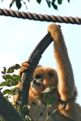 Hylobates leucogenys White-cheeked gibbon Witwang Gibbon 