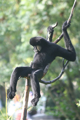 Hylobates leucogenys White-cheeked gibbon Witwang Gibbon 