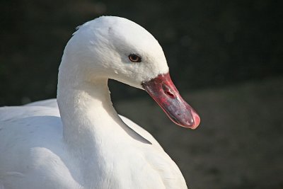 Coscoroba coscoroba Coscoroba swan Coscoroba