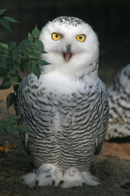 Bubo scandiacus  Snowy owl Sneeuwuil 