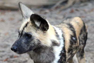 Lycaon pictus pictus African hunting dog Afrikaanse Wilde Hond 